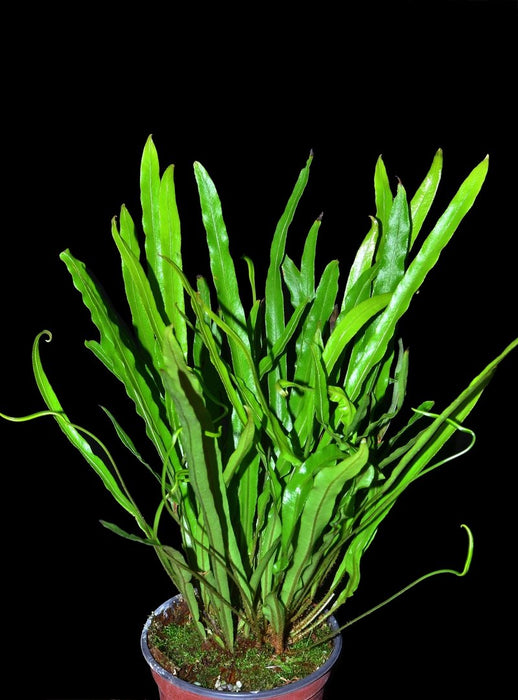 Elaphoglossum eximium
