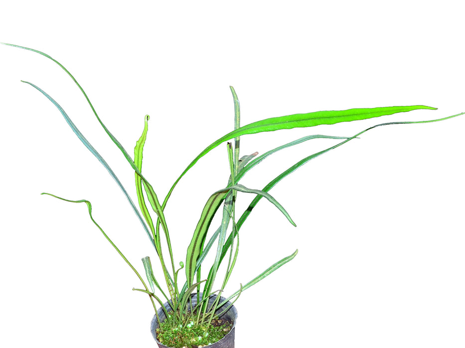 anthurium lanceolatum Elaphoglossum lanceolatum