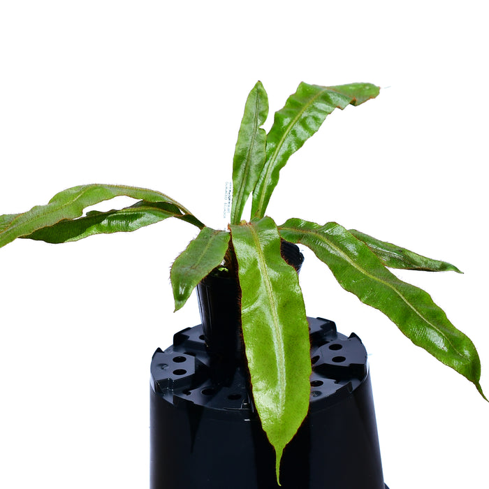 Elaphoglossum apodum 1