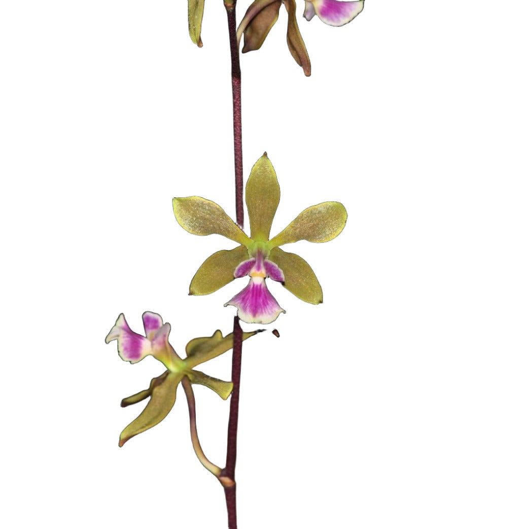 Encyclia_Doctor_Ben_Encyclia_m