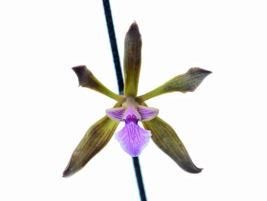 Encyclia seidelii