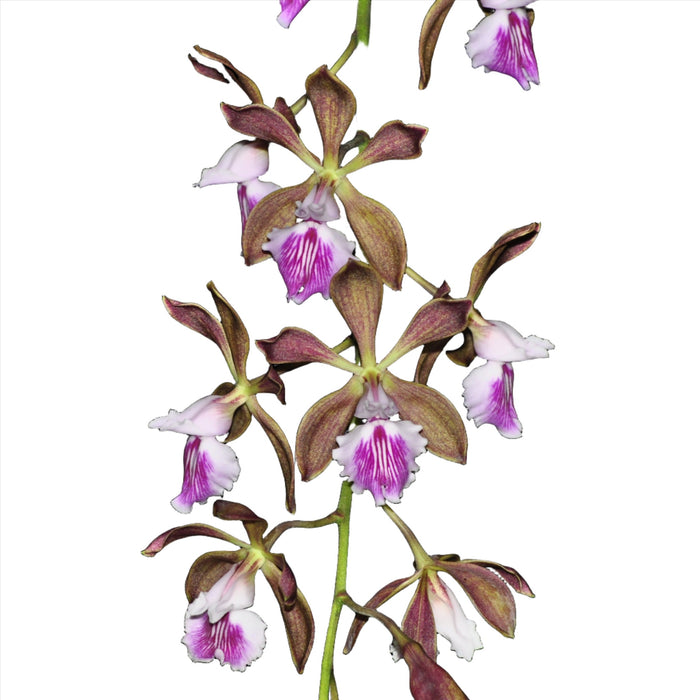 Encyclia phoenicea