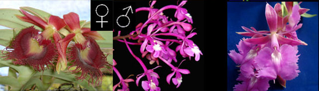 Epidendrum Michael Riley