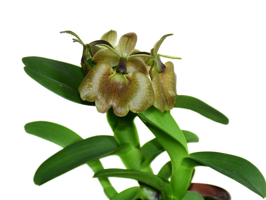 Epidendrum kockii x Sophronitis coccinea 'Tokio'