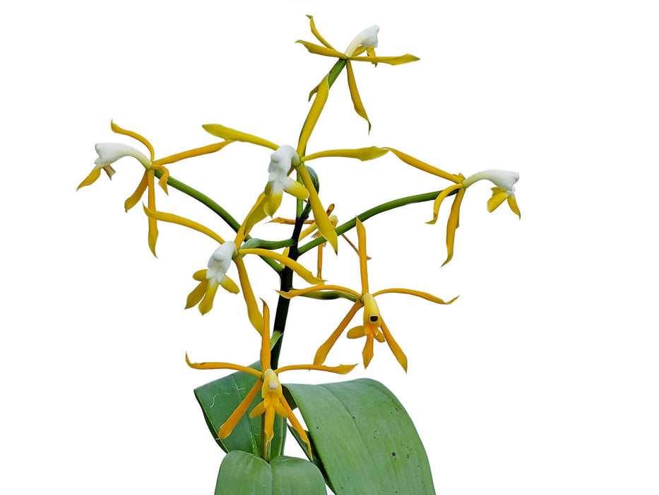Epidendrum lehmannii