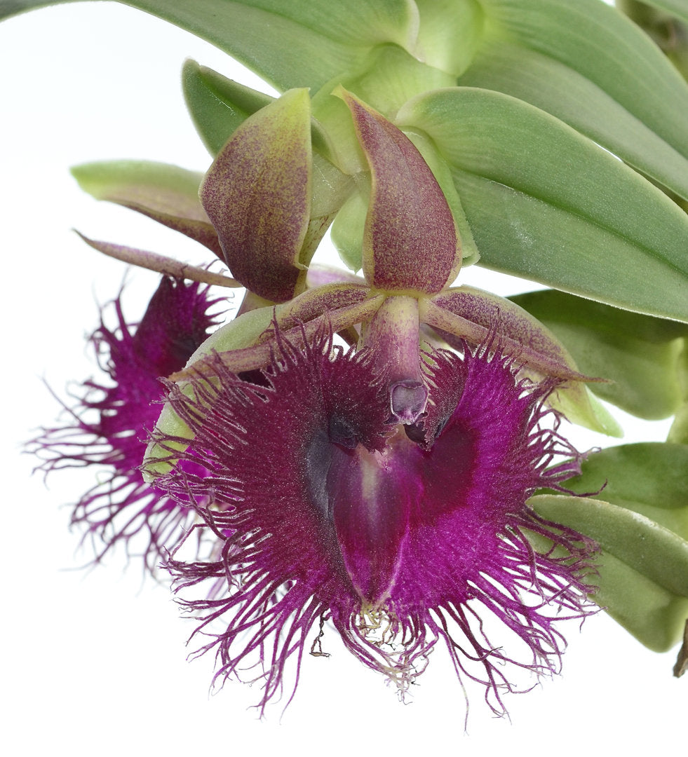 定番最安値洋ラン 原種 Epidendrum. medusae 稀少開花株 観葉植物