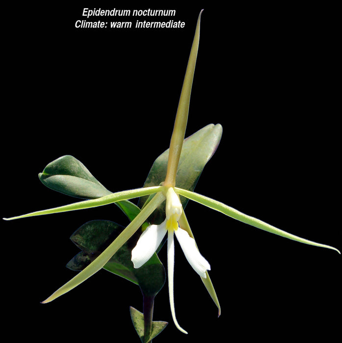 Epidendrum nocturnum