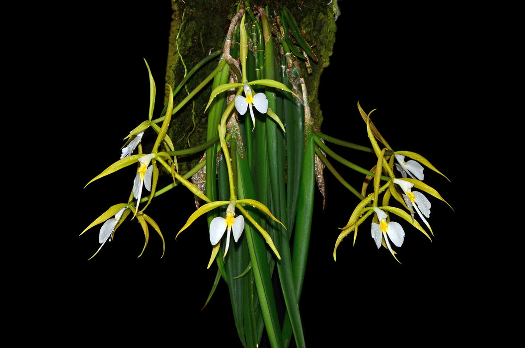 Epidendrum parkisonianum