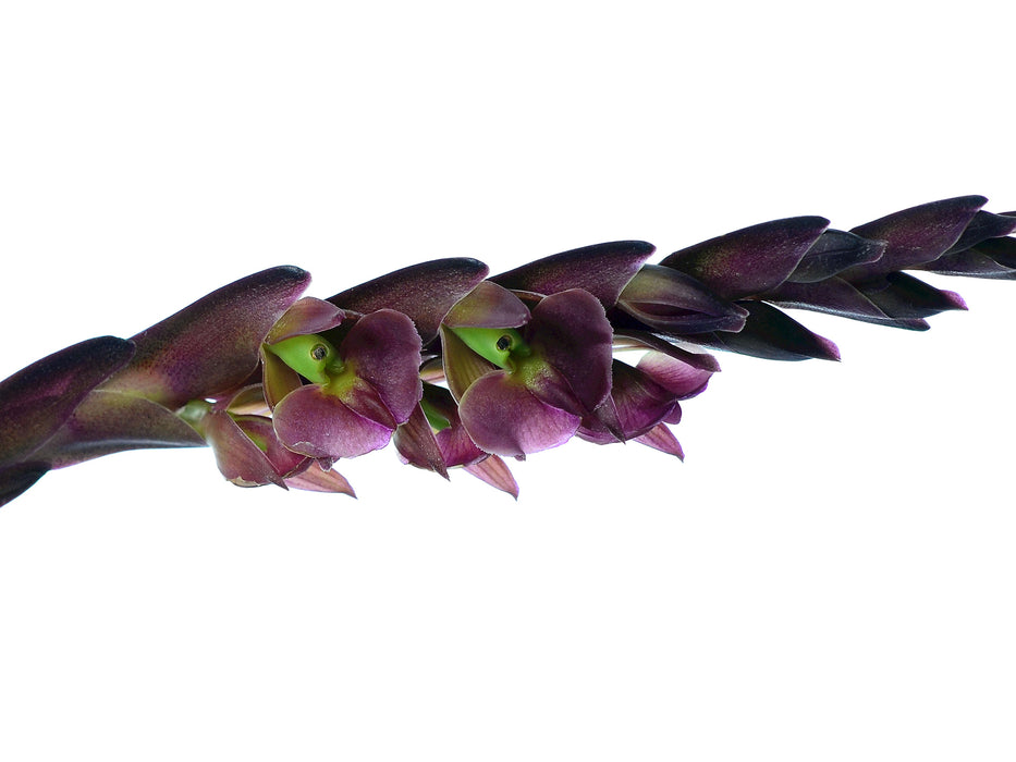 Epidendrum summerhayesii