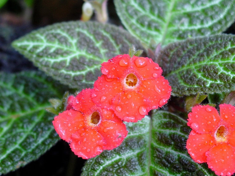 Episcia cupreata — Ecuagenera USA Corp