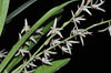 Eria javanica