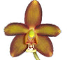Eriopsis sceptrum