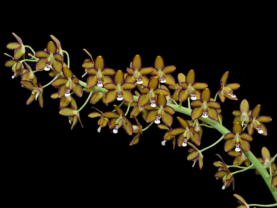 Eriopsis sceptrum