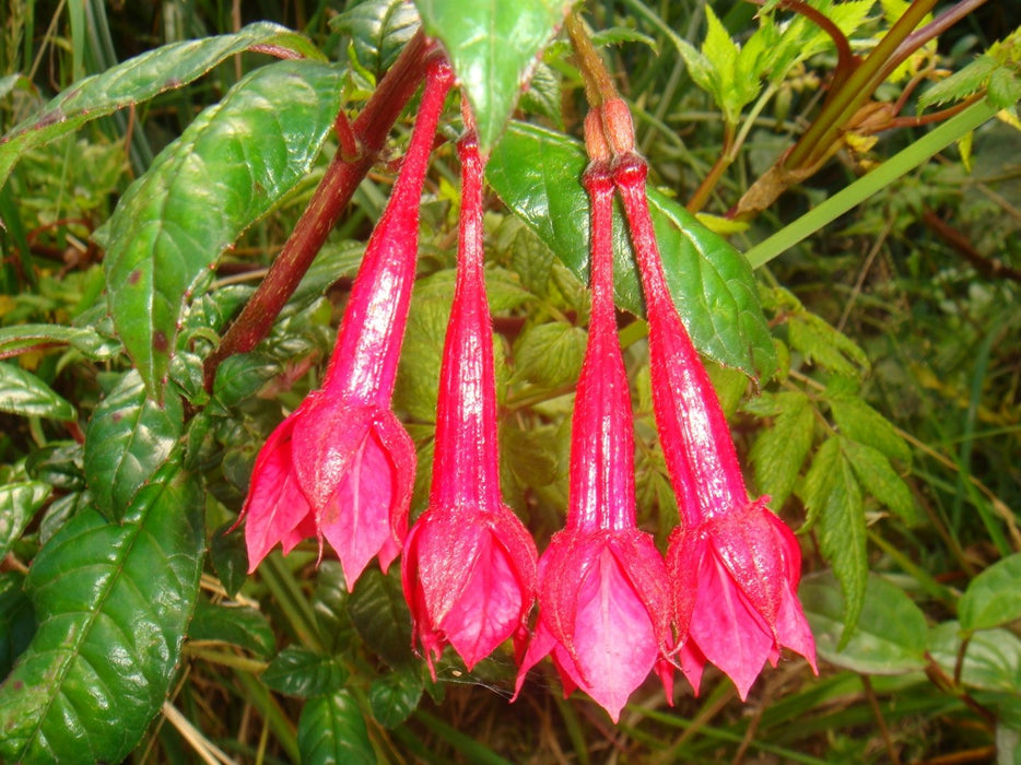Fuchsia loxensis