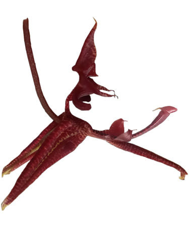 Gongora scaphephorus orchidée parfumée, vente