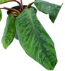 Homalomena wallisii