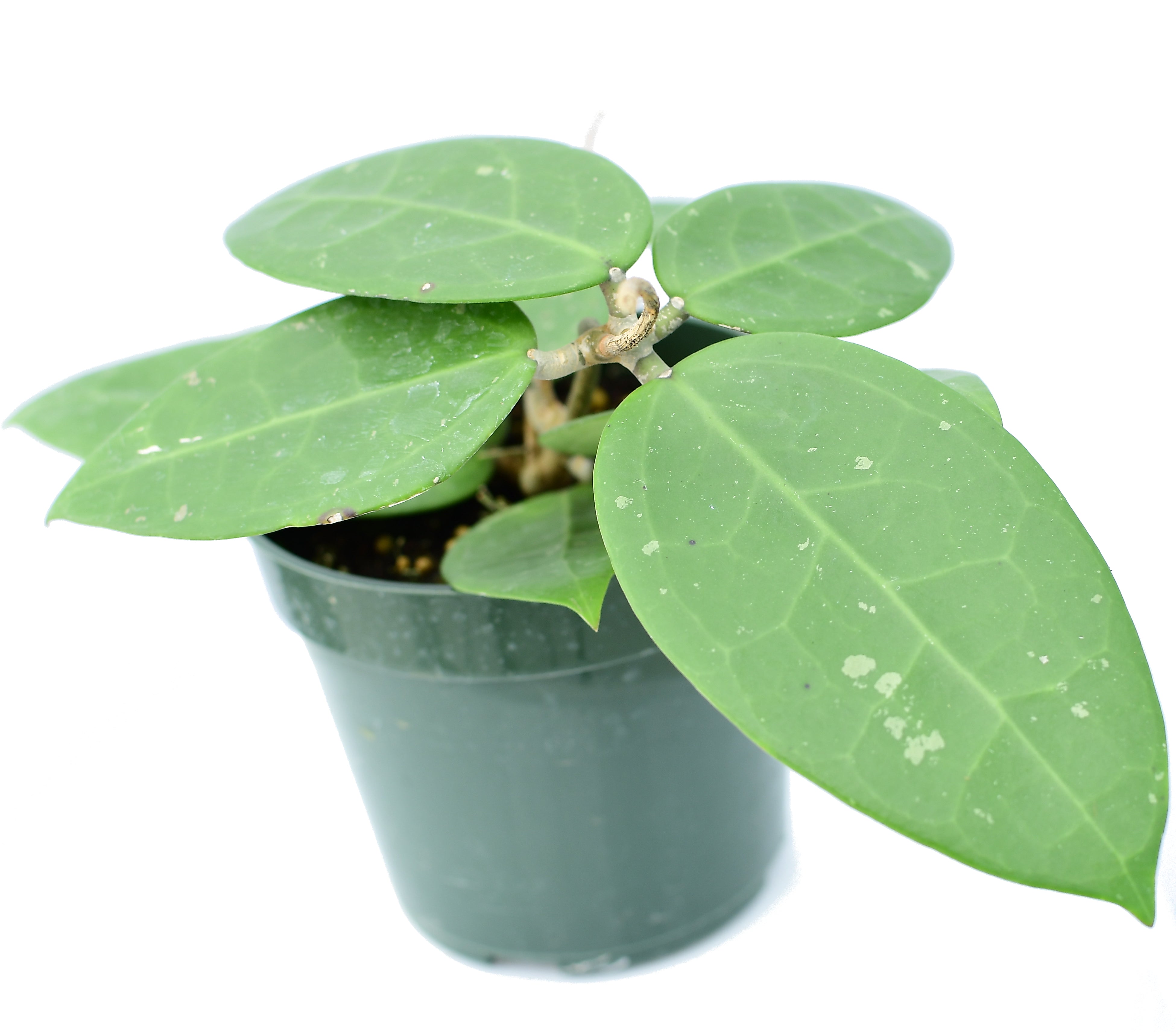 Hoya AH 026 — Ecuagenera USA Corp