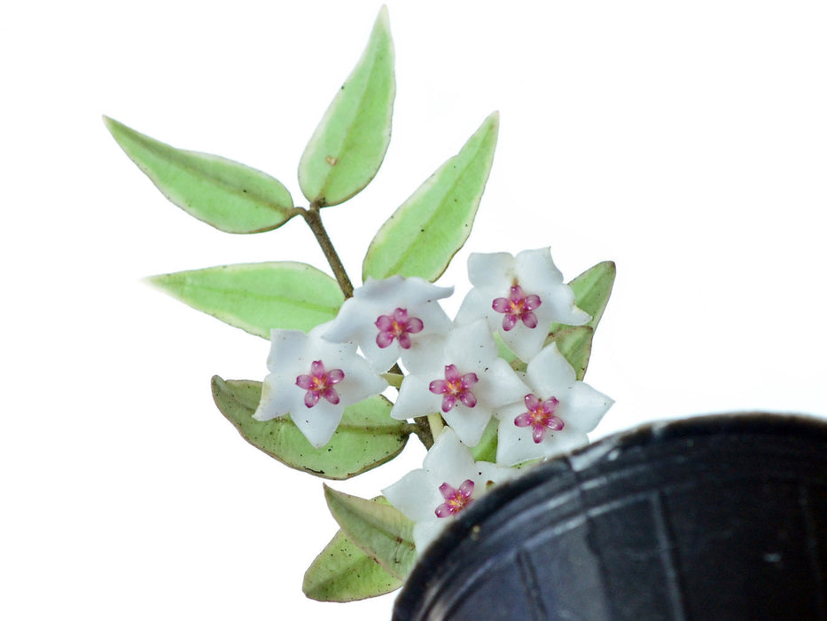 Hoya bella variegated
