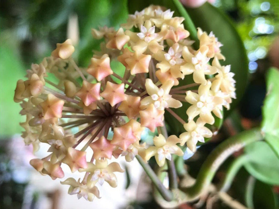 Hoya merrillii long leaf