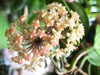 Hoya merrillii long leaf