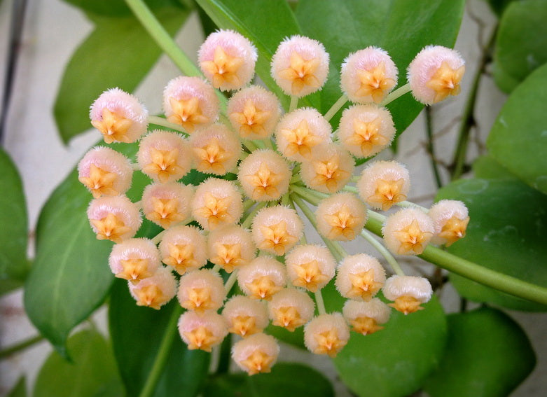 Hoya obscura