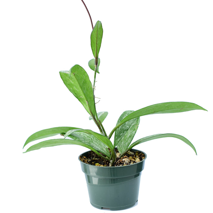 Hoya pubicalyx splash leaves