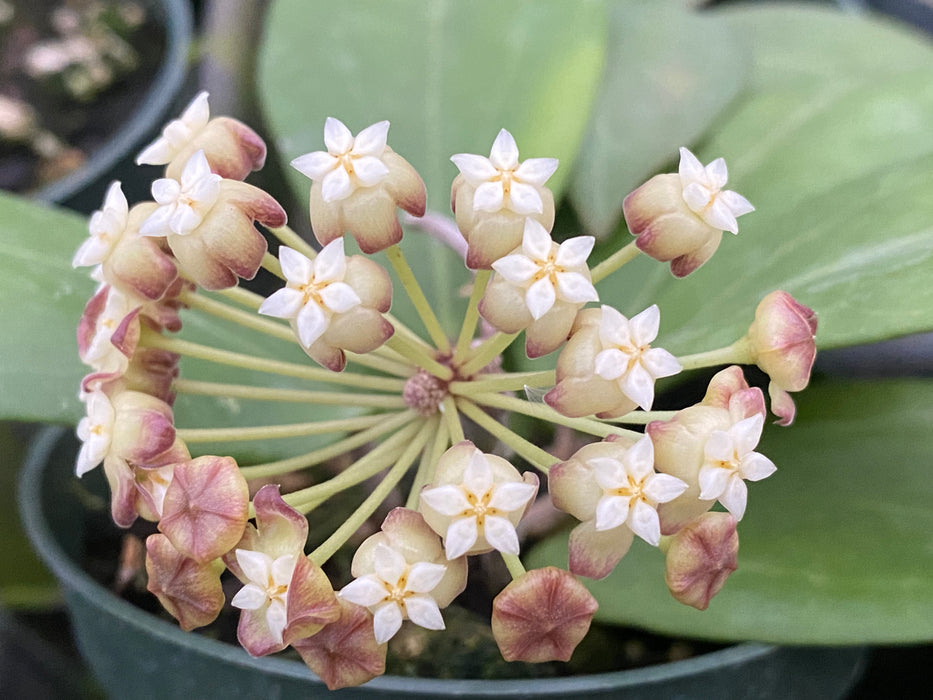 Hoya sp. AF-01