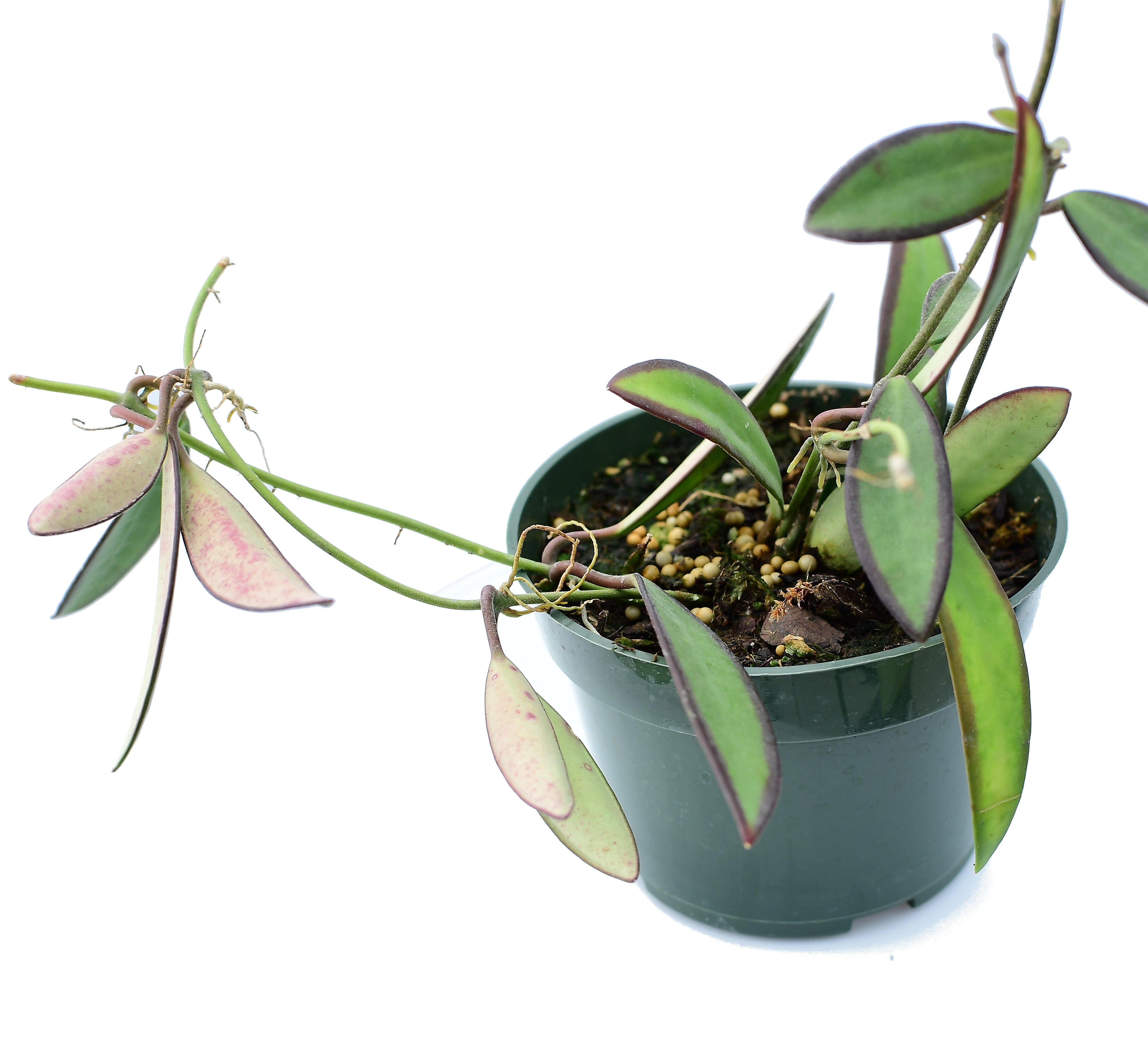 Hoyaanncajanoaeplant.jpg?v=