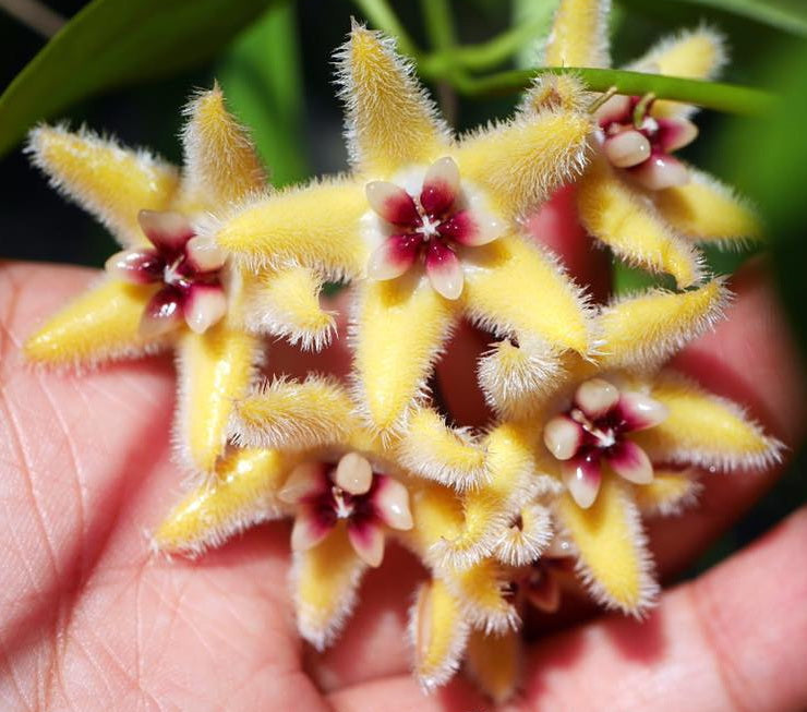 Hoya buotii sunrise