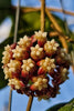 Hoya callistophylla