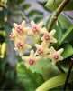 Hoya collina