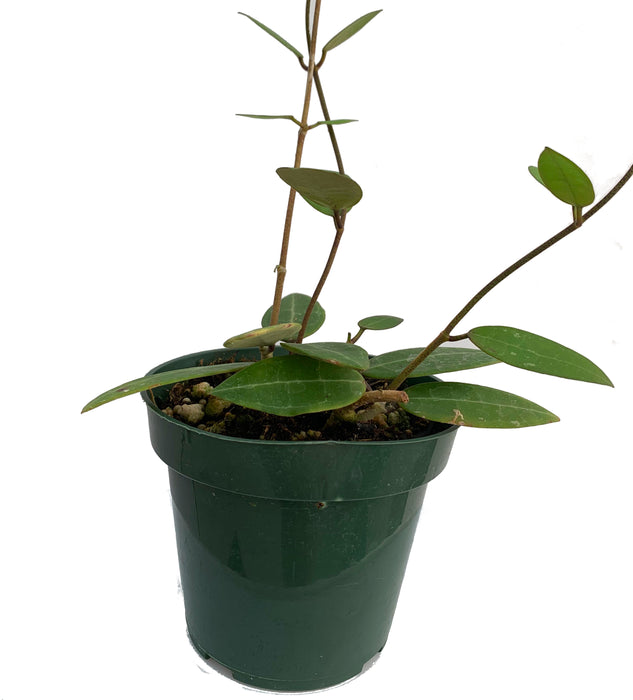 Hoya elliptica