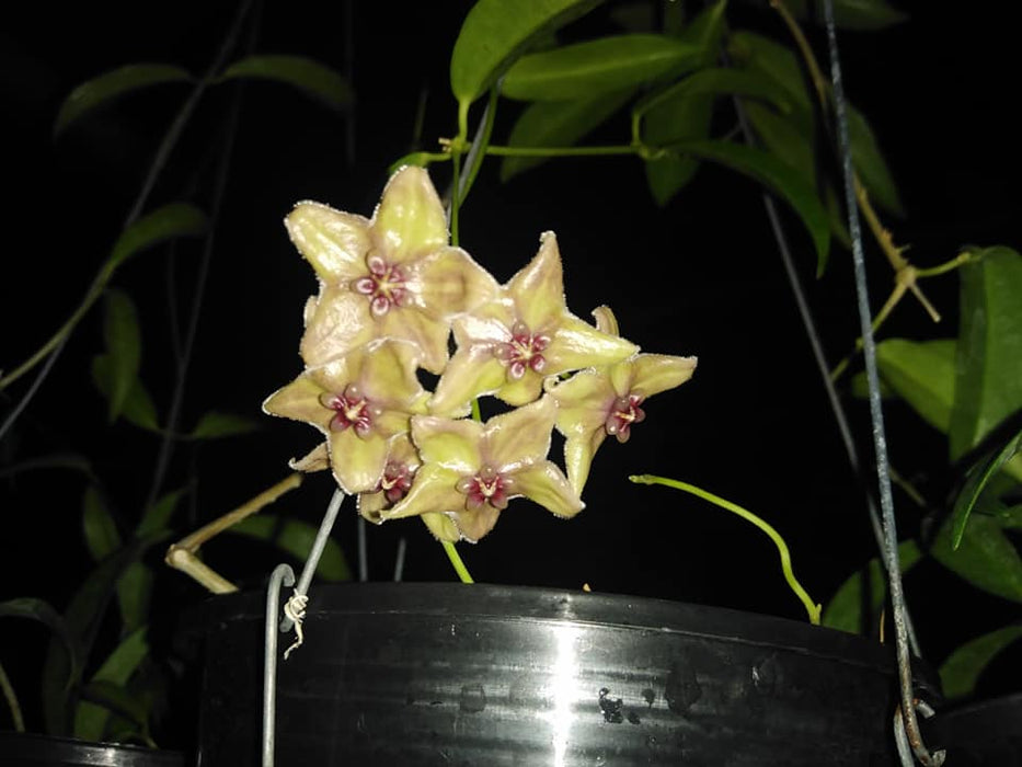Hoya filiformis