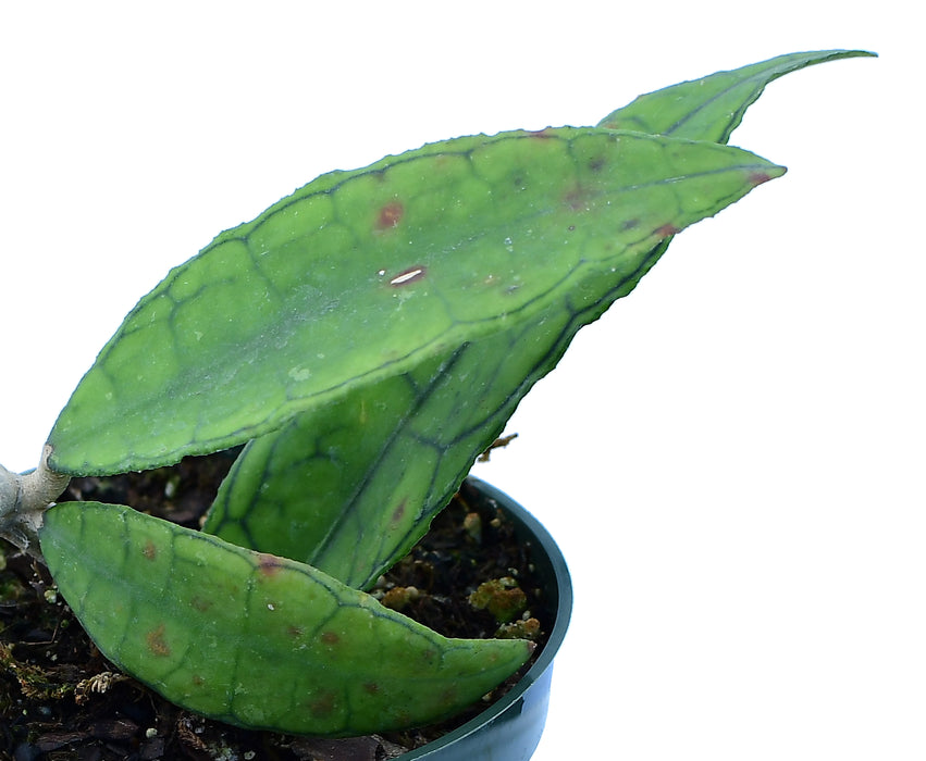 Hoya finlaysonii long leaf
