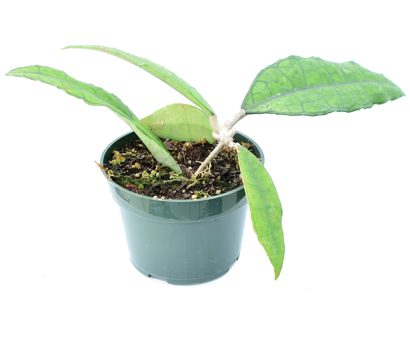 Hoya finlaysonii long leaf
