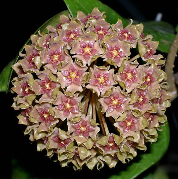 Hoya glabra — Ecuagenera USA Corp