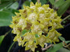 Hoya lambii