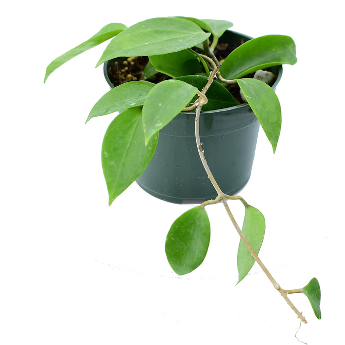 Hoya limoniaca