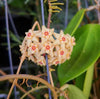Hoya limoniaca