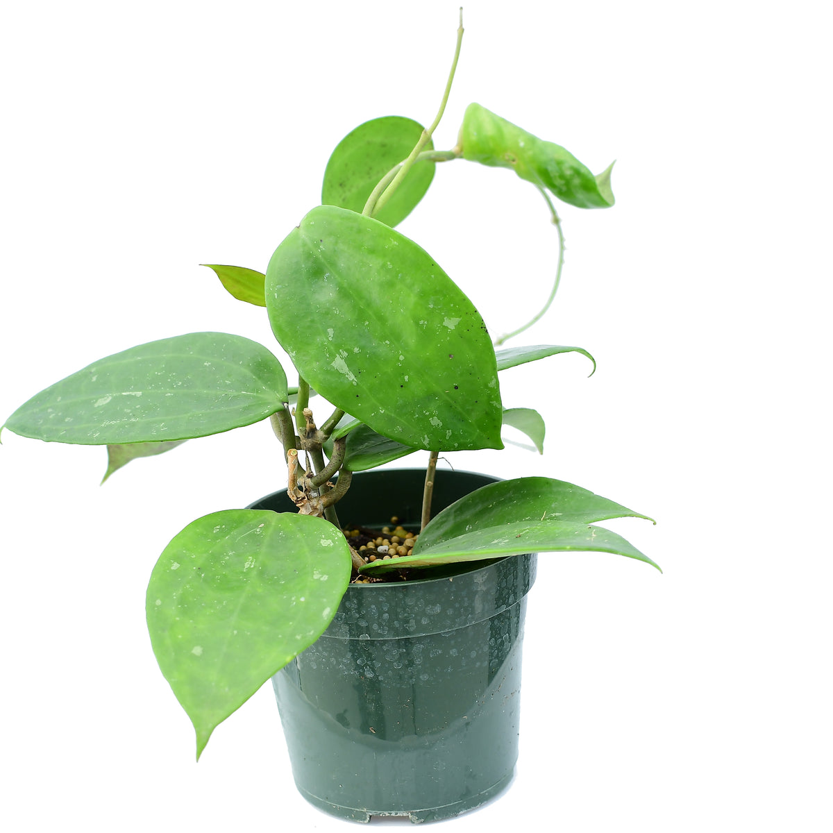 Hoyamacrophyllasnowqueenplant_