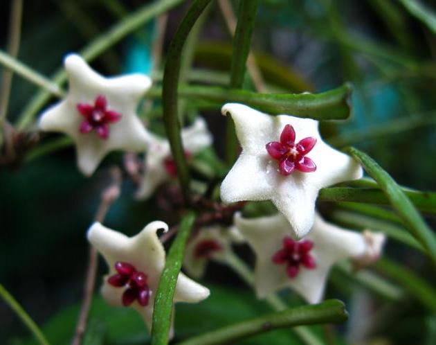 Retusa Hoya retusa — Ecuagenera USA Corp