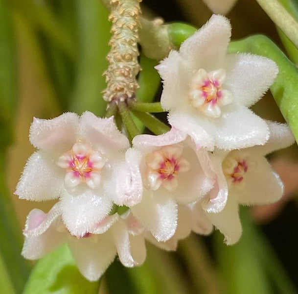 Hoyashepherdii_3_1200x600_crop