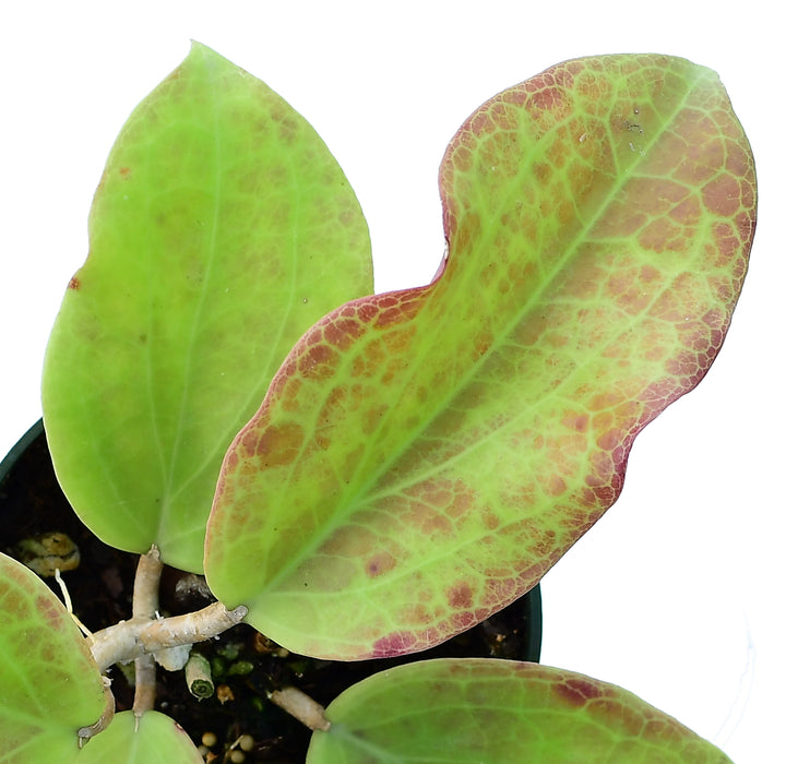 Hoya surigaoensis EG 00897