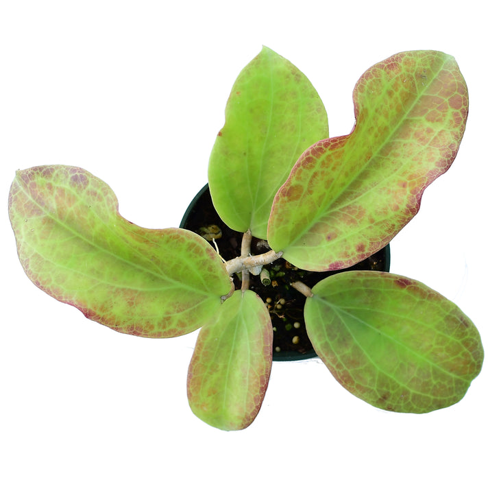Hoya surigaoensis EG 00897