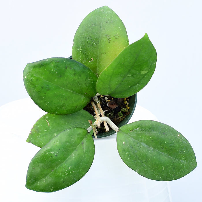 Hoya vitellina