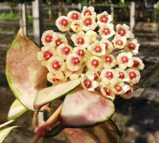 Hoya walliniana variegated