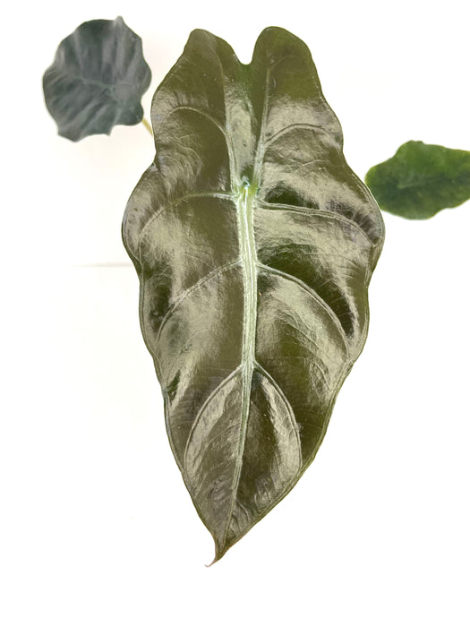 Alocasia x chantrieri - seedling