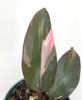 Philodendron Pink Princess - small