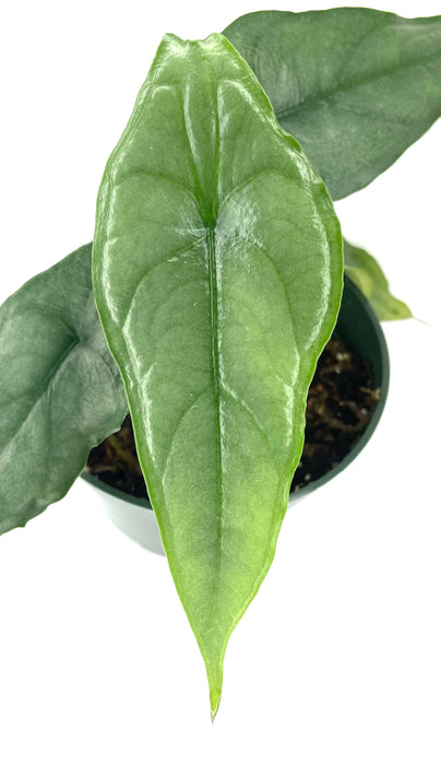 Alocasia heterophylla - seedling