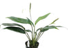 Spathiphyllum pygmaeum